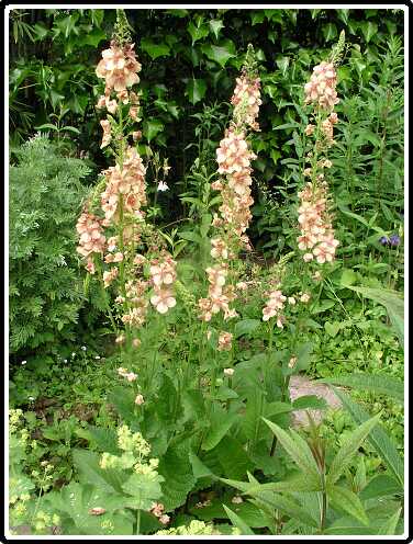 401: ToortsP6031660<br>03-06-2003