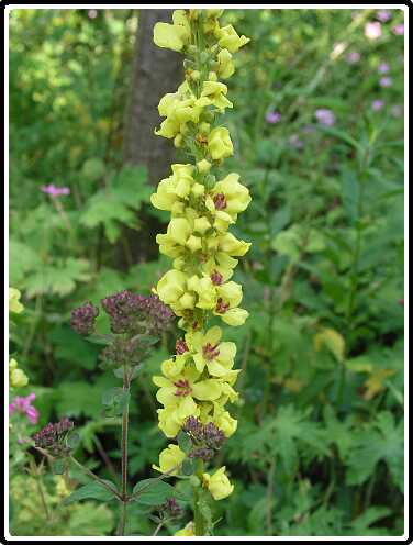 399: ToortsP6292142<br>29-06-2003