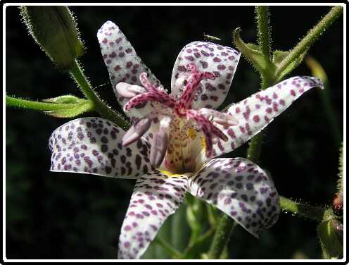 402: TricyrtisPA043084<br>04-10-2003