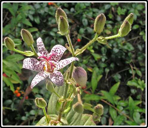 403: Tricyrtis_PA043085<br>04-10-2003