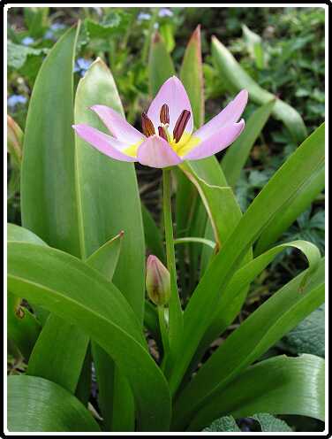 404: TullipPA4231004<br>23-04-2003