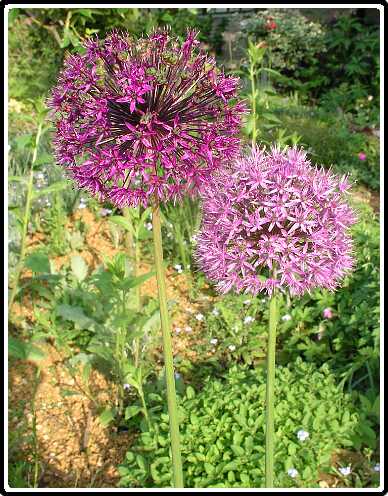 406: UiPA5251372<br>25-05-2003