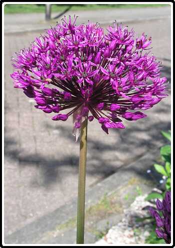 407: UiPB5131323<br>13-05-2003