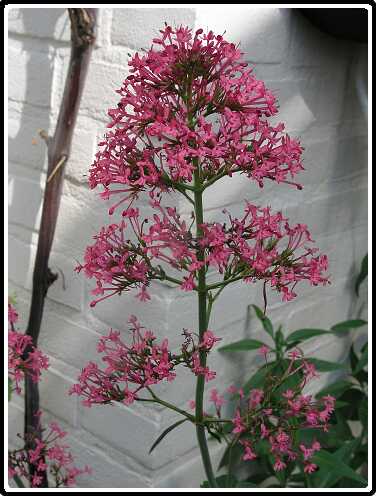 410: ValeriaanP6031652<br>03-06-2003