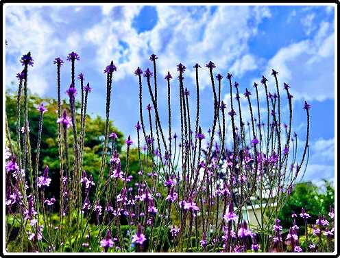 416: Verbena_3384-EFFECTS_Original<br>26-07-2024