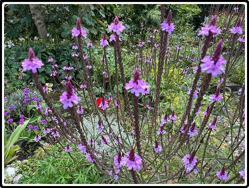 417: Verbena_3386<br>26-07-2024