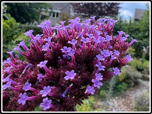 415: Verbena_3389<br>26-07-2024