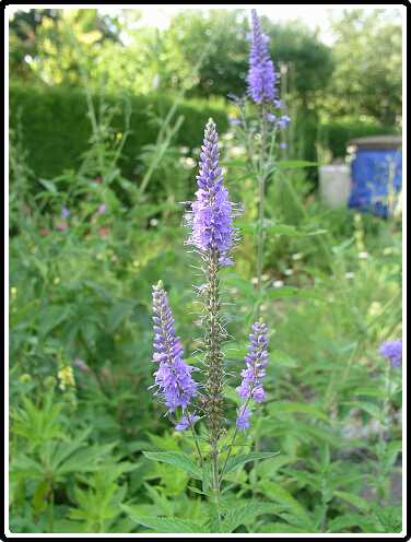 420: VeronicaP6292131<br>29-06-2003