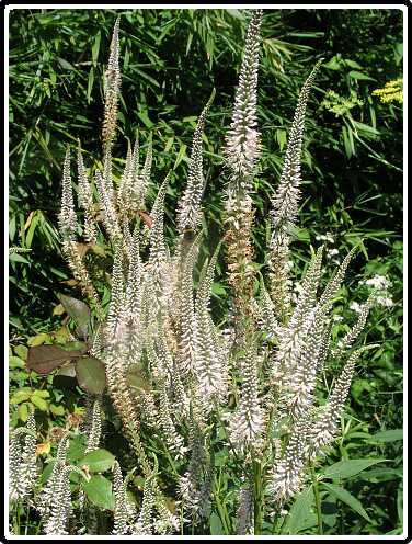 421: VeronicaVirginicaP7192395<br>19-07-2003