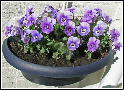 423: VioP4140789<br>14-04-2003