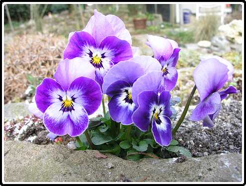 424: VioPA3250595<br>25-03-2003