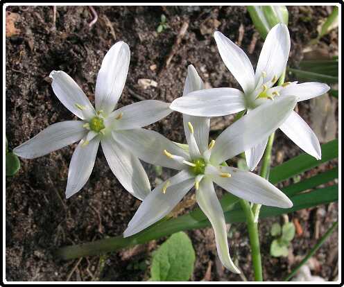 425: VogelmelkPB5111300<br>11-05-2003