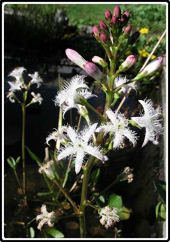 426: WaterDrieBladPA5041210<br>04-05-2003