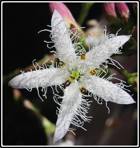 427: WaterDrieBladPB5041190<br>04-05-2003