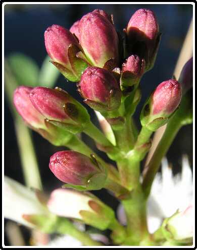 428: WaterDrieBladPC5041214<br>04-05-2003