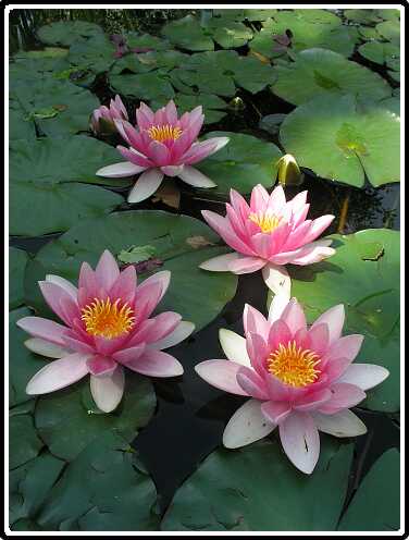 430: WaterlelieP6061697<br>06-06-2003
