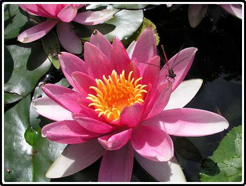 429: WaterlelieP6061701<br>06-06-2003