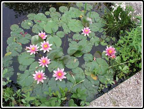 431: WaterlelieP6081761<br>08-06-2003
