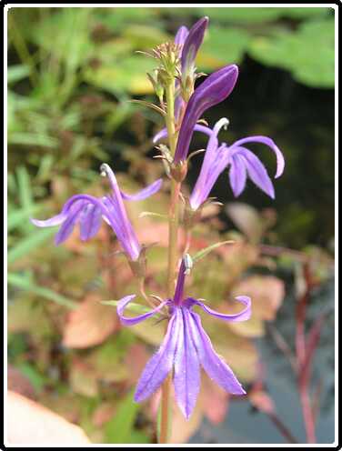 432: WaterlobeliaP9262966<br>26-09-2003