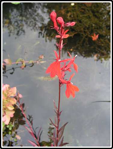 433: WaterlobeliaP9262967<br>26-09-2003