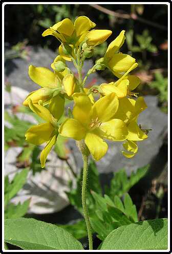 436: WederikP7212434<br>21-07-2003