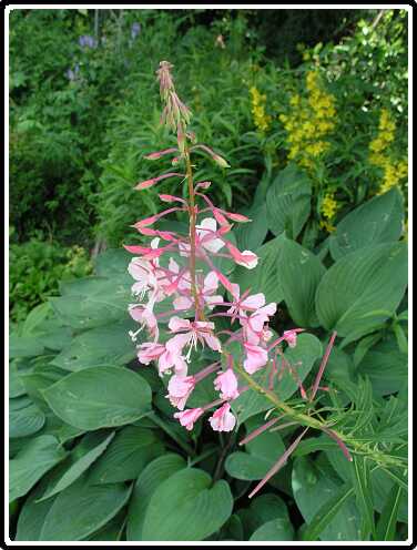 441: WilgenroosjeP6151879<br>15-06-2003