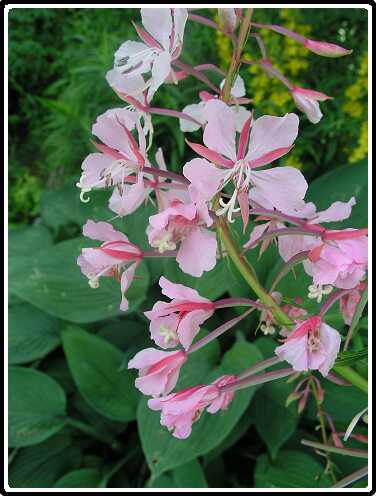 442: WilgenroosjeP6151880<br>15-06-2003