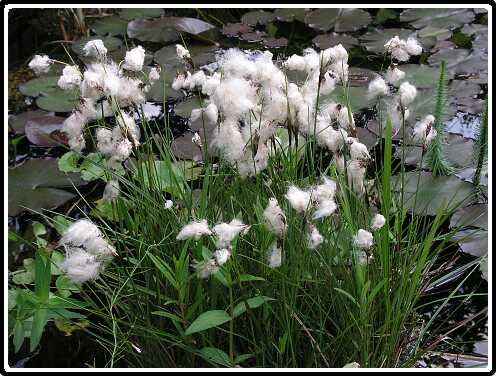 443: WollegrasP5291431<br>29-05-2003