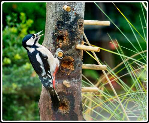 1: 181102-105133_Specht<br>02-11-2018