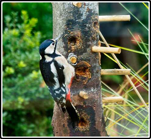 2: 181102-105137_Specht<br>02-11-2018