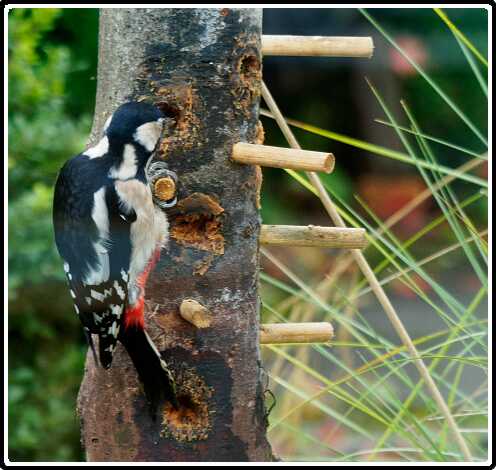 3: 181102-105144_Specht<br>02-11-2018