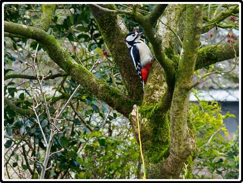 6: 200330-083209_Specht<br>30-03-2020