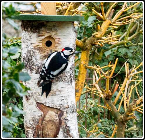 7: 200330-084042_Specht<br>30-03-2020