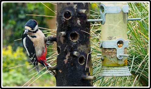 8: 200330-084049_Specht<br>30-03-2020