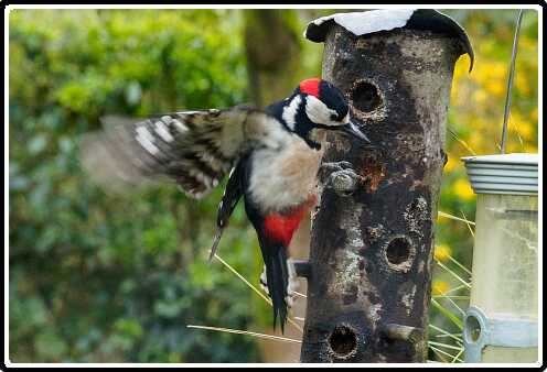 9: 200330-084054_Specht<br>30-03-2020