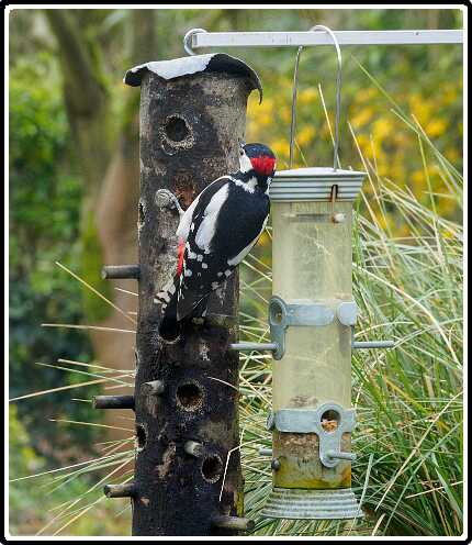 10: 200330-084118_Specht<br>30-03-2020