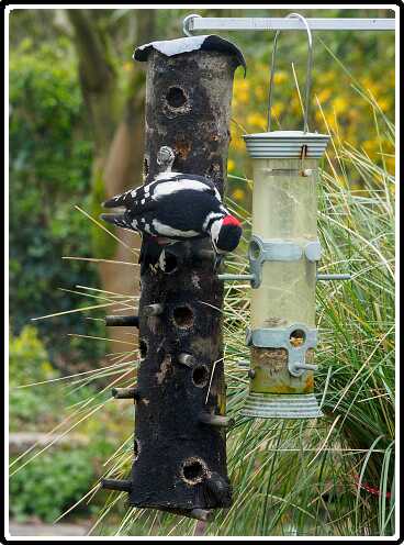 11: 200330-084122_Specht<br>30-03-2020