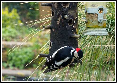 12: 200330-084137_Specht<br>30-03-2020