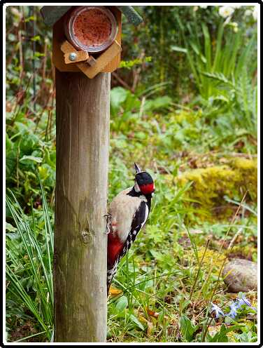 13: 200330-084145_Specht<br>30-03-2020