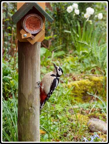 14: 200330-084148_Specht<br>30-03-2020