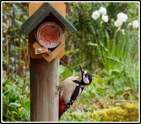 15: 200330-084152_Specht<br>30-03-2020