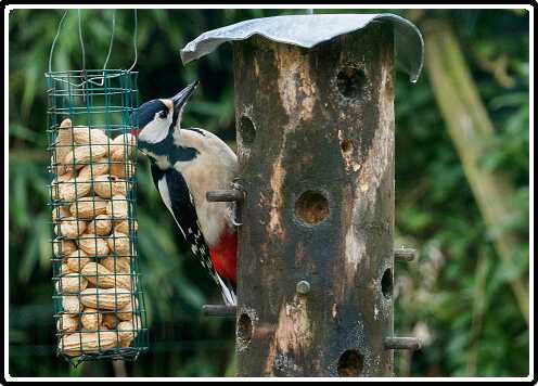 16: 200330-084222_Specht<br>30-03-2020