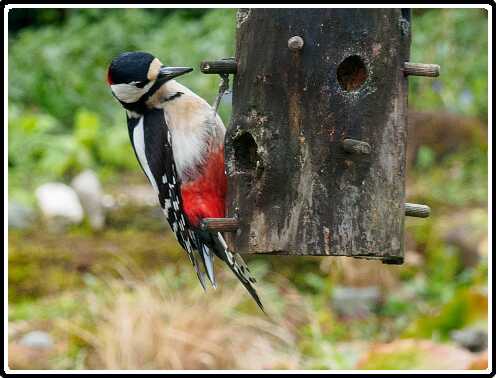 17: 200330-084238_Specht<br>30-03-2020