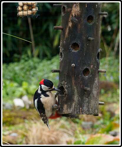 18: 200330-084243_Specht<br>30-03-2020