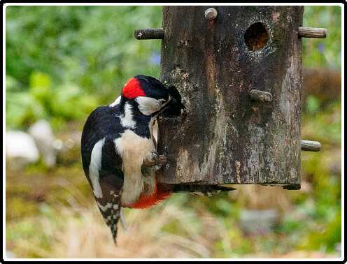 19: 200330-084248_Specht<br>30-03-2020