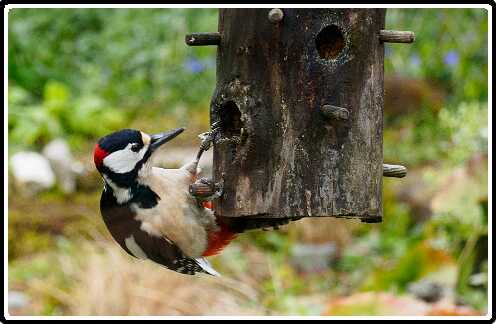 20: 200330-084307_Specht<br>30-03-2020