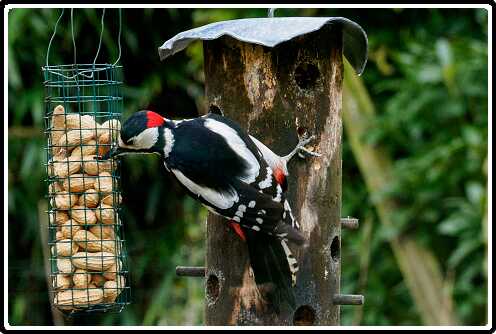 21: 200330-084346_Specht<br>30-03-2020