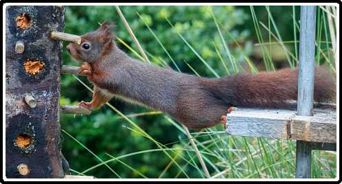 49: 181124-090207_Eekhoorn<br>24-11-2018