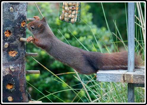 52: 181124-090250_Eekhoorn<br>24-11-2018