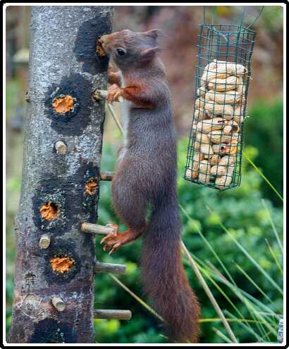 51: 181124-090305_Eekhoorn<br>24-11-2018